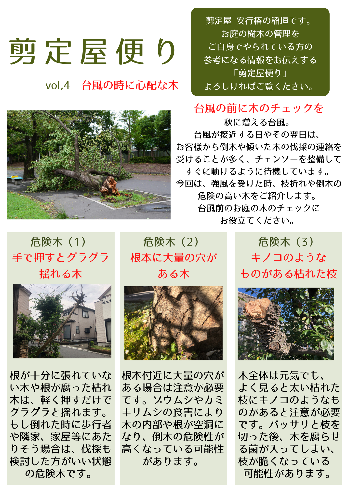 剪定屋便りバックナンバー 剪定屋 安行椿